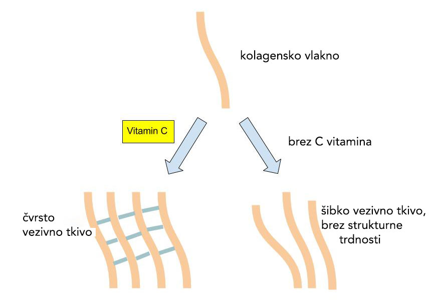 c-vitamin-in-kolagen